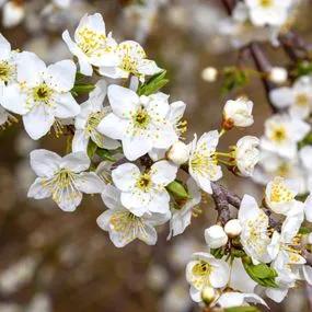 Edible Hedge (Cherry Plum - Prunus cerasifera) 3
